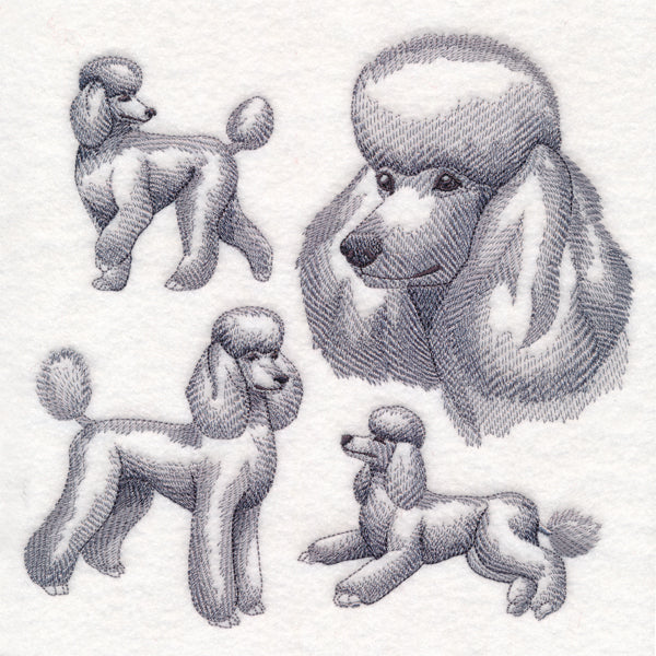 Poodle Sketch - Image 5