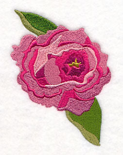 Pretty in Pink Peony Bloom