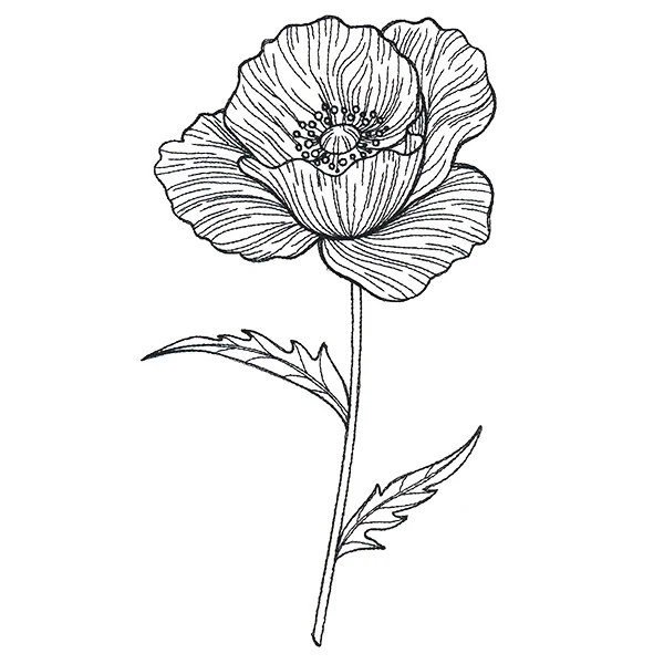 Pretty Poppy Etching - Image 2