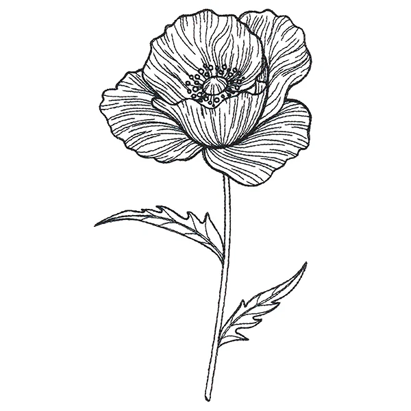 Pretty Poppy Etching - Image 3