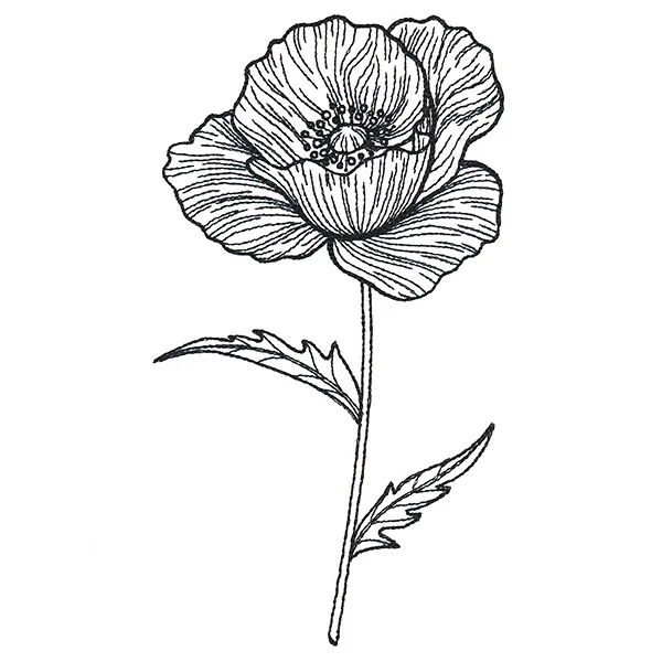 Pretty Poppy Etching - Image 4