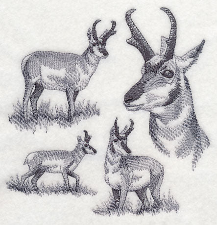 Pronghorn Sketch - Image 3