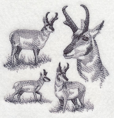 Pronghorn Sketch - Image 4