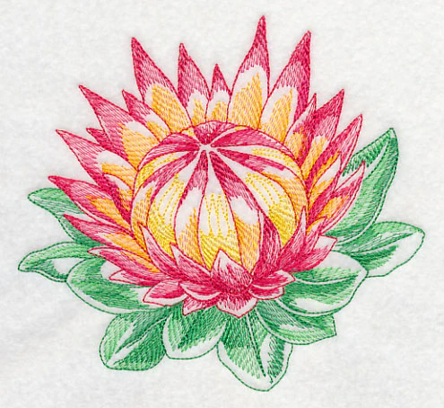 Protea Beauty - Image 2