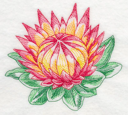 Protea Beauty - Image 3