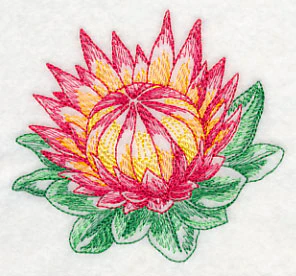 Protea Beauty - Image 4