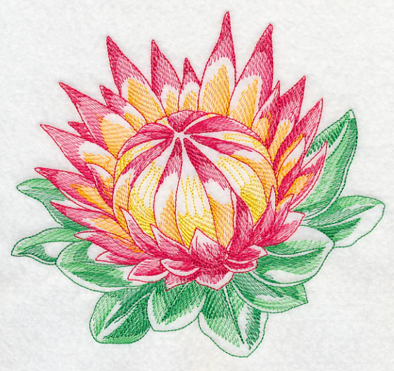 Protea Beauty - Image 5