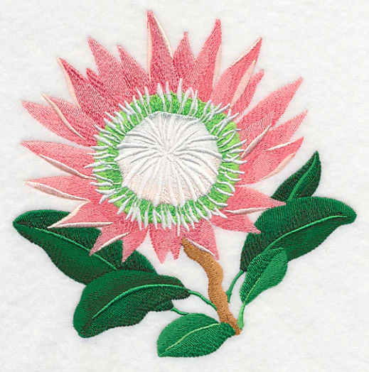 Protea Flower - Image 2