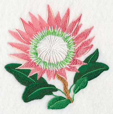 Protea Flower - Image 4