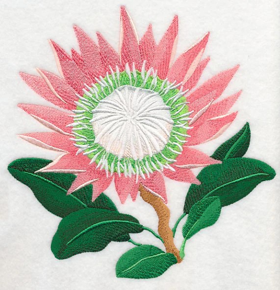 Protea Flower - Image 6