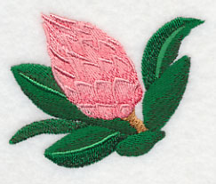 Protea Flower Bud 2