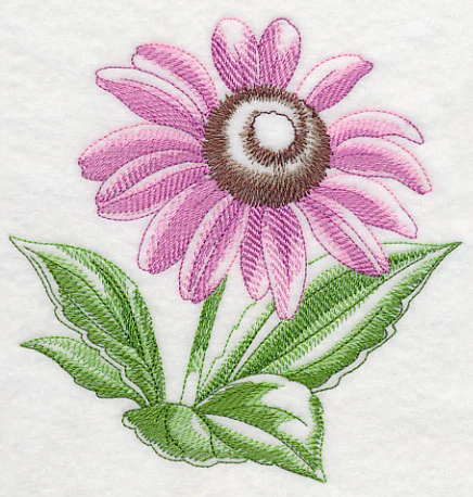 Purple Coneflower Beauty - Image 3