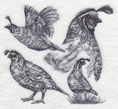 Quail Sketch - Image 3