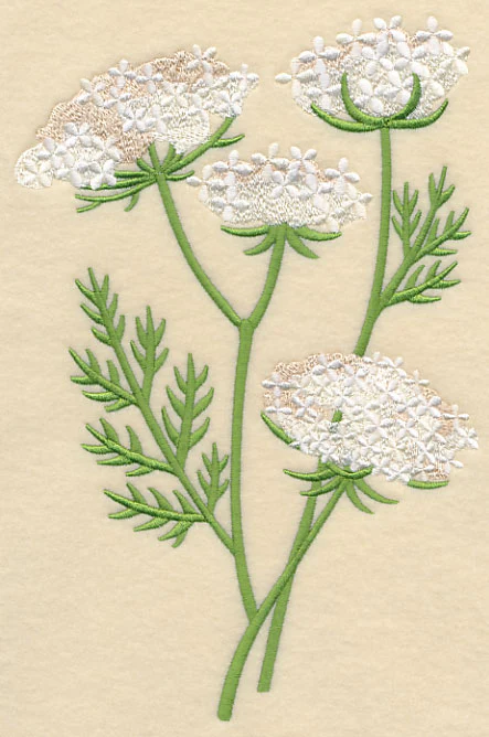 Queen Anne's Lace 1 - Image 2