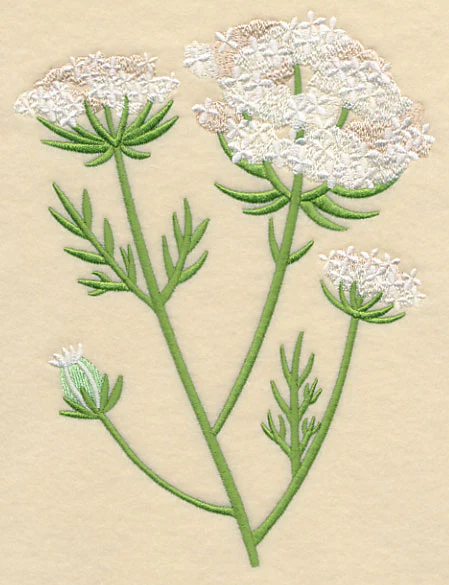 Queen Anne's Lace 2 - Image 2