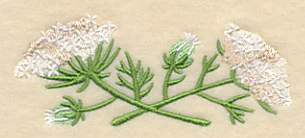 Queen Anne's Lace Border