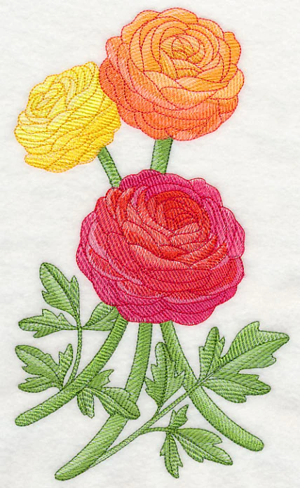 Radiant Ranunculus 1 - Image 2