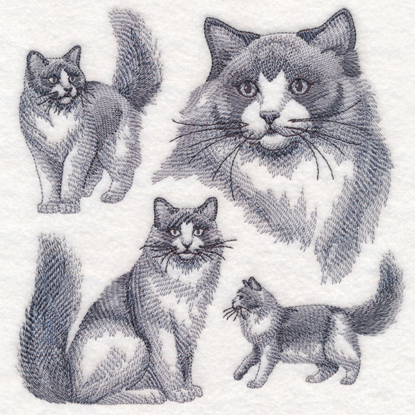 Ragdoll Cat Sketch - Image 2