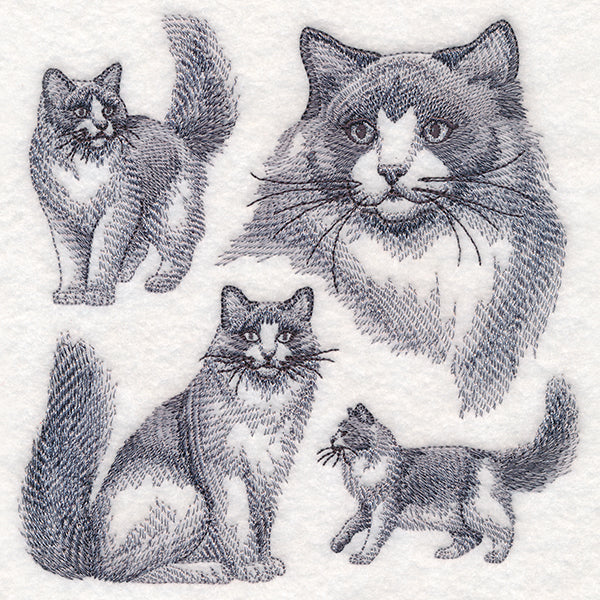 Ragdoll Cat Sketch - Image 3