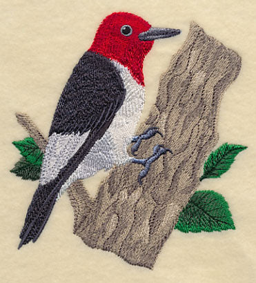 Red-headed Woodpecker - Image 4