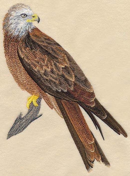 Red Kite Perching - Image 4