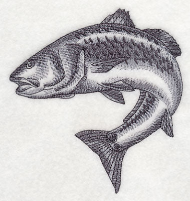 Redfish Sketch - Image 2
