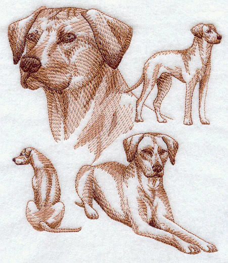 Rhodesian Ridgeback Sketch - Image 3