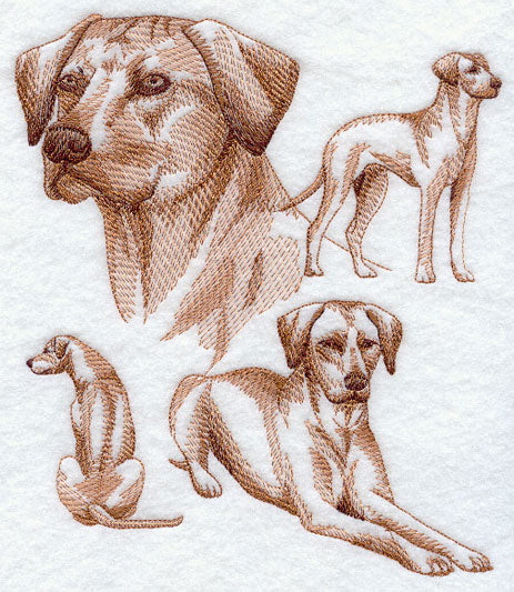 Rhodesian Ridgeback Sketch - Image 5