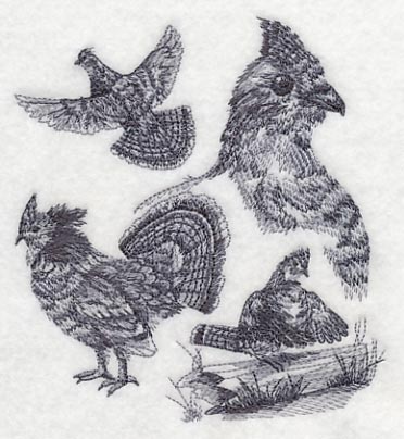Ruffed Grouse Sketch - Image 3