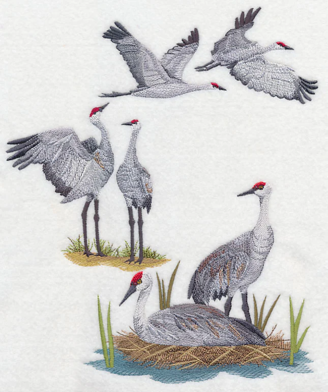Sandhill Crane Collage - Image 6