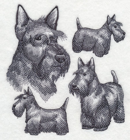 Scottish Terrier Sketch - Image 2