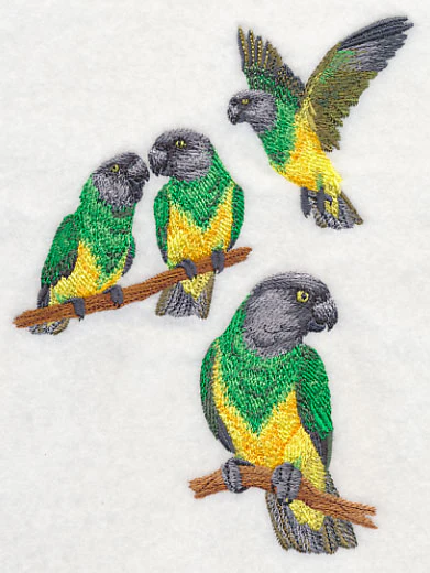 Senegal Parrot Collage - Image 4