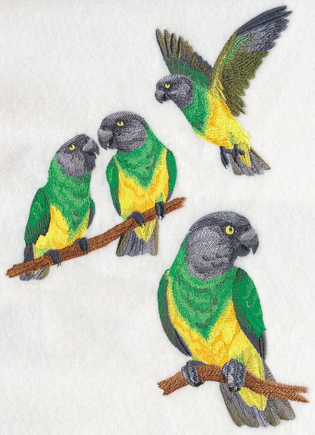 Senegal Parrot Collage - Image 5