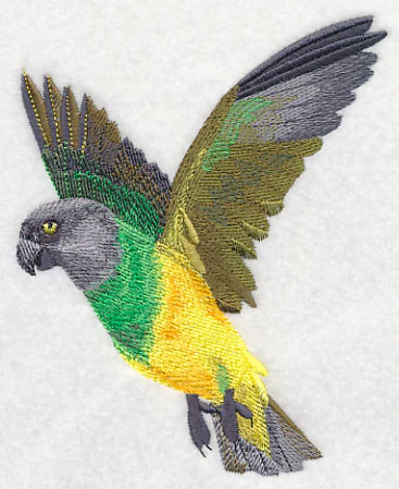 Senegal Parrot in Flight - Image 3