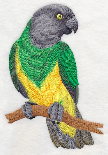 Senegal Parrot on Branch - Image 3