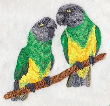 Senegal Parrot Pair - Image 3