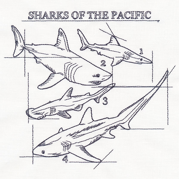 Sharks of the Pacific Schematic - Image 2