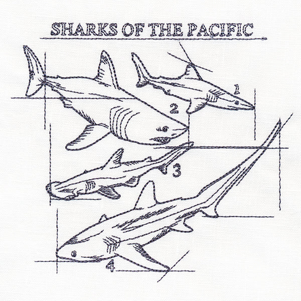 Sharks of the Pacific Schematic - Image 3