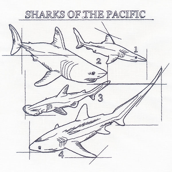 Sharks of the Pacific Schematic - Image 4