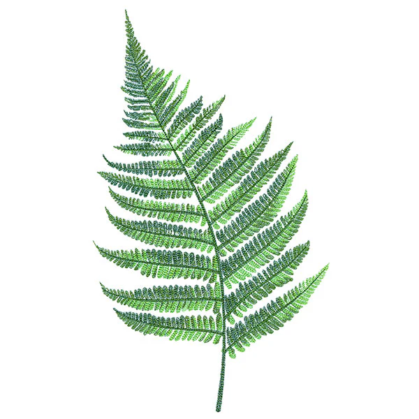 Simple Fern - Image 13