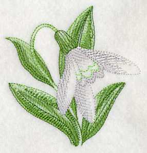 Snowdrop Beauty - Image 5