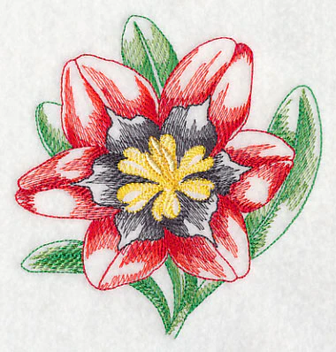 Sparaxis Beauty - Image 4