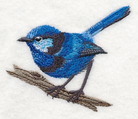 Splendid Fairy-wren at Rest - Image 2