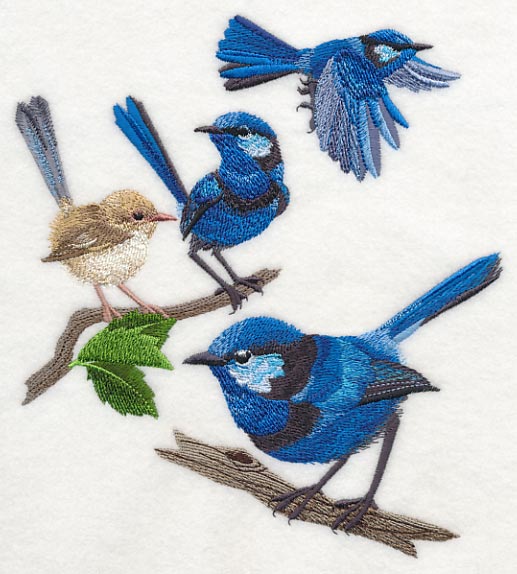 Splendid Fairy-wren Collage - Image 2