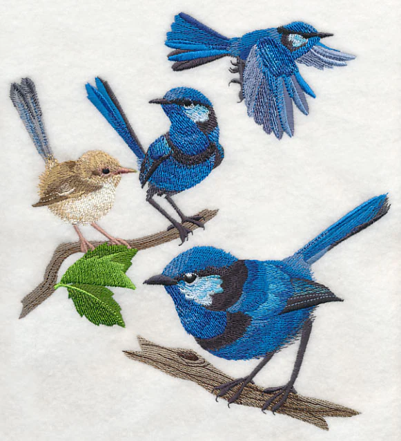 Splendid Fairy-wren Collage - Image 5