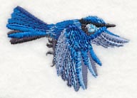 Splendid Fairy-wren in Flight - Image 2