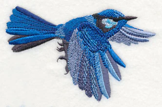 Splendid Fairy-wren in Flight - Image 3