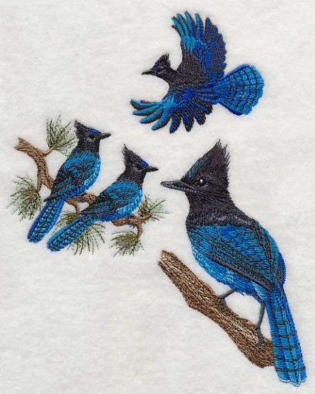 Steller's Jay Collage - Image 3
