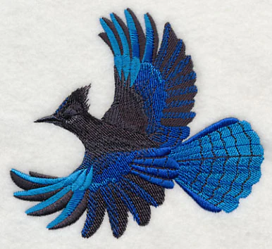 Steller's Jay in Flight - Image 3