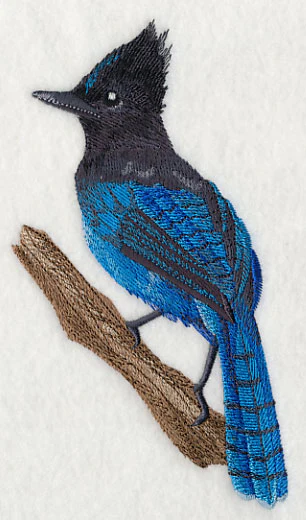 Steller's Jay on Branch